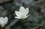 Dcim5877/DSC_2563