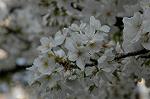 Dcim5881/DSC_2829