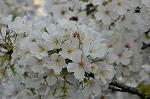Dcim5881/DSC_2831