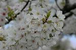 Dcim5881/DSC_2832