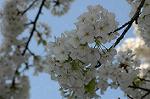 Dcim5881/DSC_2838