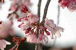 Dcim5882/DSC_2972