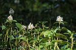 Dcim5883/DSC_8119