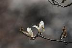 Dcim5884/DSC_8217