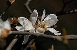 Dcim5884/DSC_8223