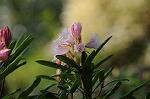 Dcim5885/DSC_8367