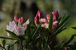 Dcim5885/DSC_8368