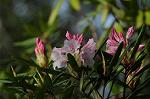 Dcim5885/DSC_8369