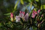 Dcim5885/DSC_8370
