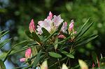 Dcim5885/DSC_8374