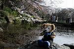 Dcim5885/DSC_8387