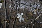 Dcim5885/DSC_8428