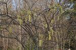 Dcim5885/DSC_8431