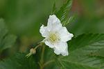 Dcim5886/DSC_3000