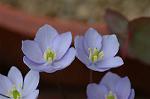 Dcim5886/DSC_3009