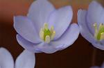 Dcim5886/DSC_3010