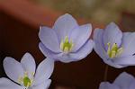 Dcim5886/DSC_3014