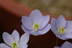 Dcim5886/DSC_3015