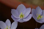 Dcim5886/DSC_3016