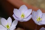 Dcim5886/DSC_3018