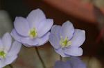 Dcim5886/DSC_3024