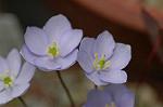 Dcim5886/DSC_3025
