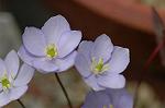 Dcim5886/DSC_3026