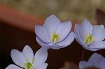 Dcim5886/DSC_3030