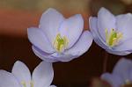 Dcim5886/DSC_3032