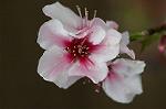 Dcim5887/DSC_3169