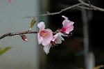 Dcim5887/DSC_3175