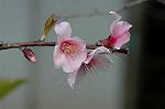Dcim5887/DSC_3176