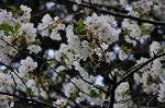 Dcim5889/DSC_8599