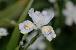 Dcim5891/DSC_3414