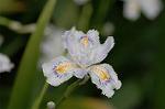 Dcim5891/DSC_3417