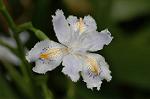 Dcim5891/DSC_3454