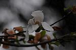 Dcim5892/DSC_8721