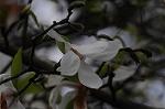 Dcim5892/DSC_8724