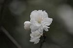 Dcim5892/DSC_8727