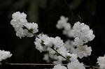 Dcim5892/DSC_8729