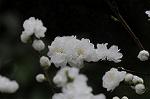 Dcim5892/DSC_8730