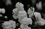 Dcim5892/DSC_8731