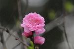 Dcim5892/DSC_8734