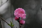 Dcim5892/DSC_8738