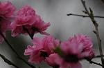 Dcim5892/DSC_8740