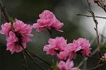 Dcim5892/DSC_8741