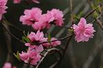 Dcim5892/DSC_8744
