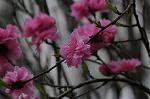 Dcim5892/DSC_8745