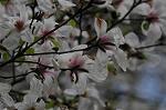 Dcim5892/DSC_8754