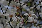 Dcim5892/DSC_8755